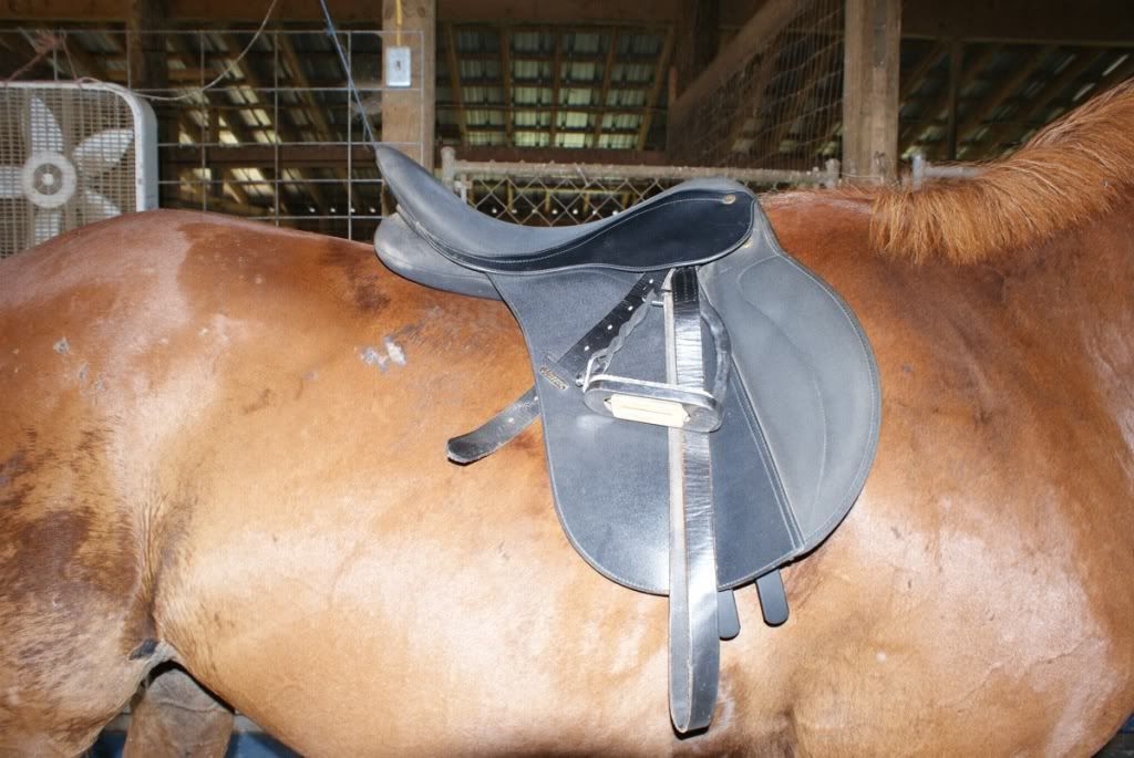 saddle fit help developed a sore The Horse Forum